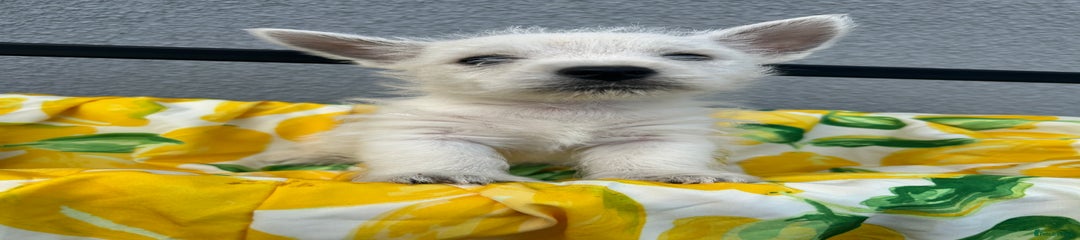 West Highland Terrier Puppy 1