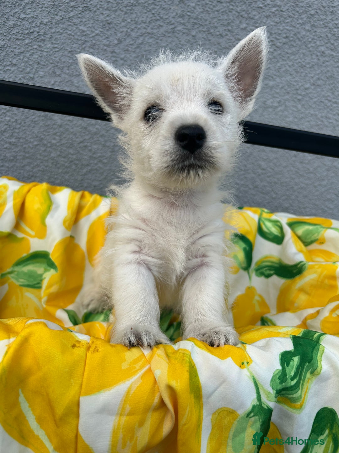 West Highland Terrier dogs for sale: West highland terrier puppies  - Image 10
