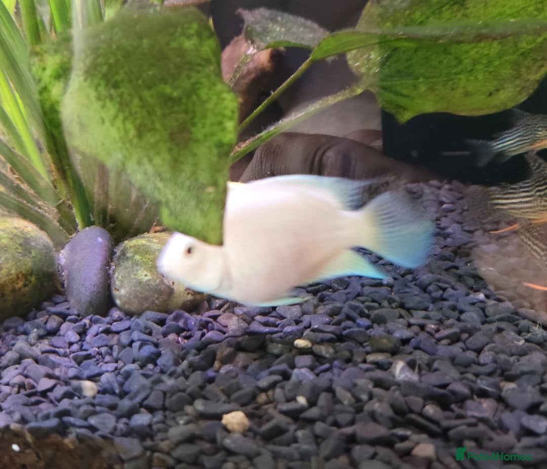 Other/Mixed Breed fish for sale: Blue Texas Cichlid & Platinum Polar Parrot Cichlid - Image 11