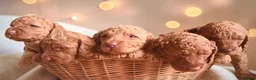 Cockapoo dogs for sale: Extensively health checked cockapoo puppies   - Advert 8