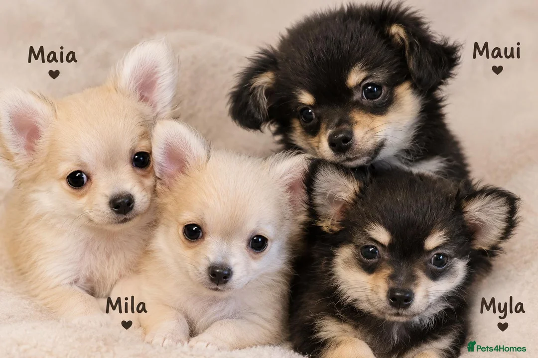 Chihuahua dogs for sale: **Ready Now ** Chihuahua Puppies ️ KC Registered  in Bristol - Advert 1