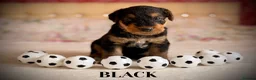 Airedale Terrier dogs for sale: ADORABLE AIREDALE PUPS FROM 5 ⭐️ LICENSED BREEDER - Advert 7