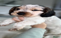 Cocker Spaniel dogs for sale: Show Cocker Spaniel Puppy - Advert 2