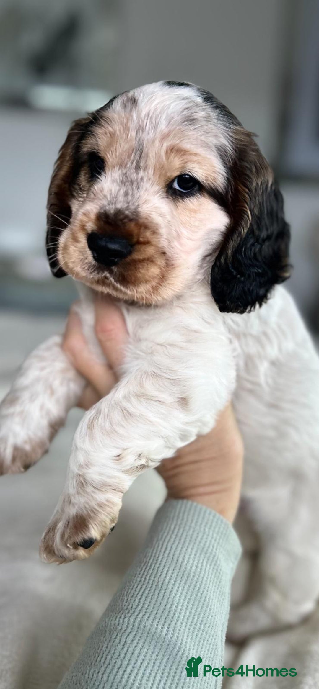 Cocker Spaniel dogs for sale: Show Cocker Spaniel Puppy - Advert 2