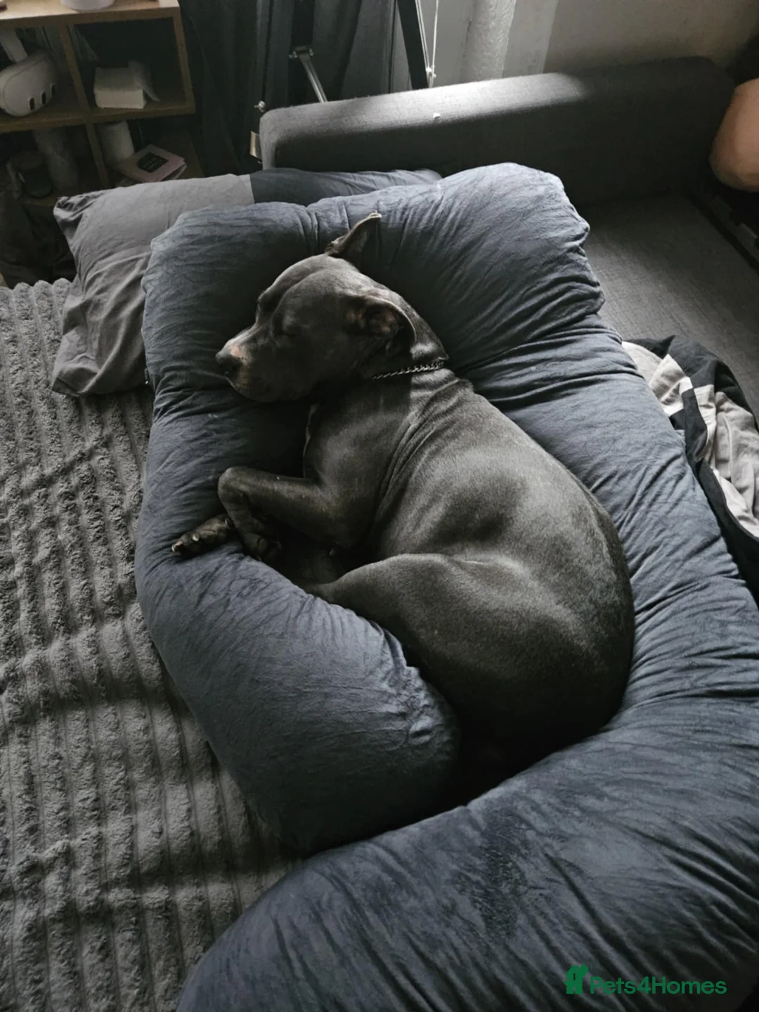 Mixed Breed dogs for sale: Staffordshire bull terrier cross puppies - Advert 2