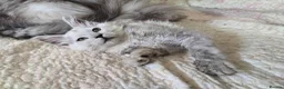 Maine Coon cats for sale: Stunning registered Maine Coon kittens - Advert 10
