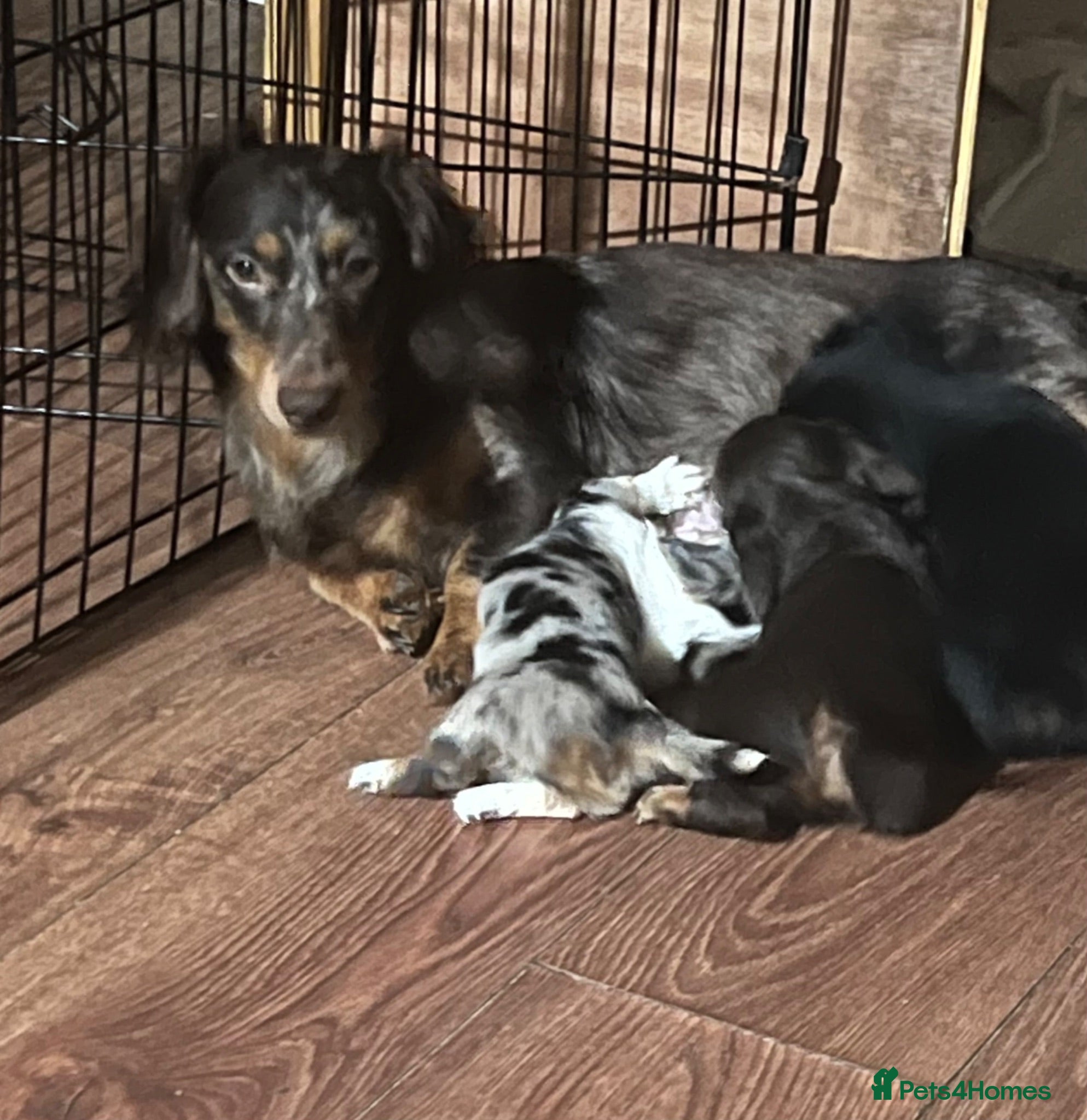 Miniature Dachshund dogs Long haired miniature dachshund  - Advert 7
