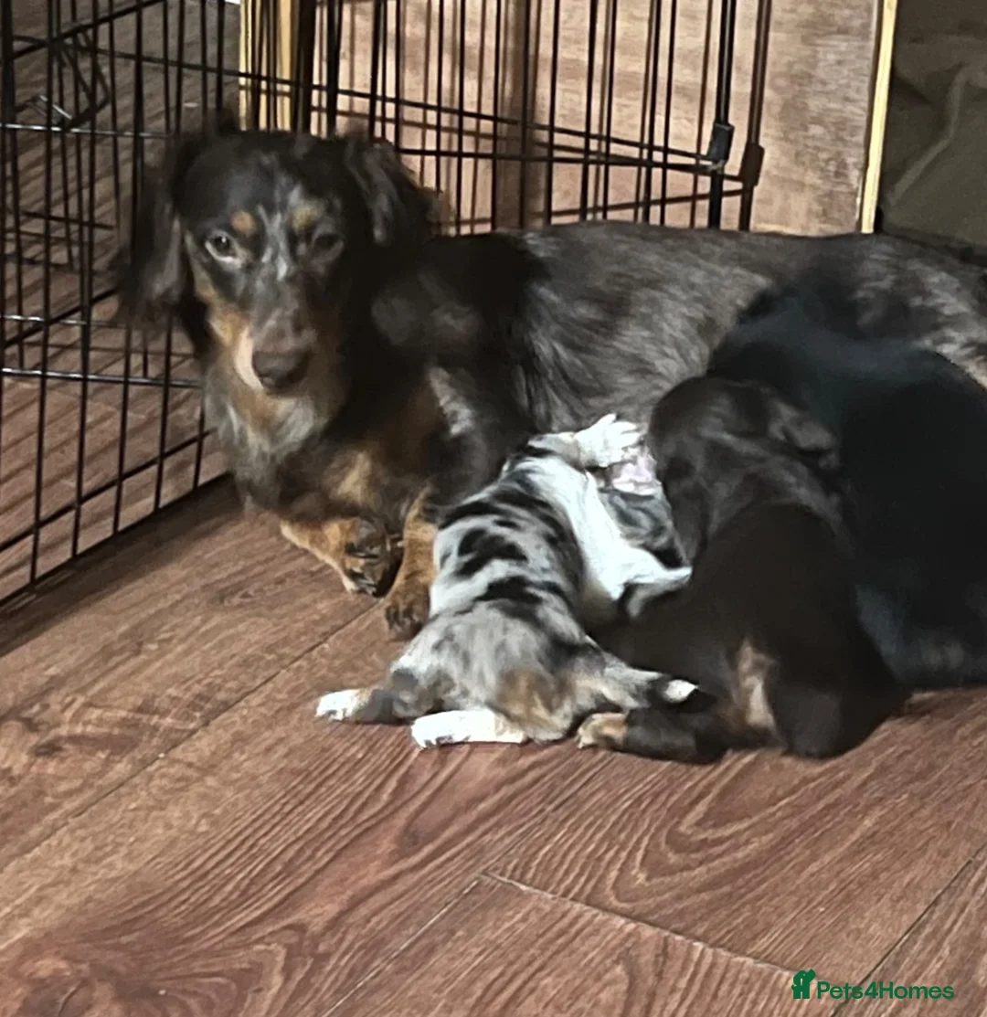 Miniature Dachshund dogs for sale: Long haired miniature dachshund  - Advert 1