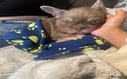 French Bulldog dogs for sale: Big Perm, fluffy and furnished frenchies  - Image 26