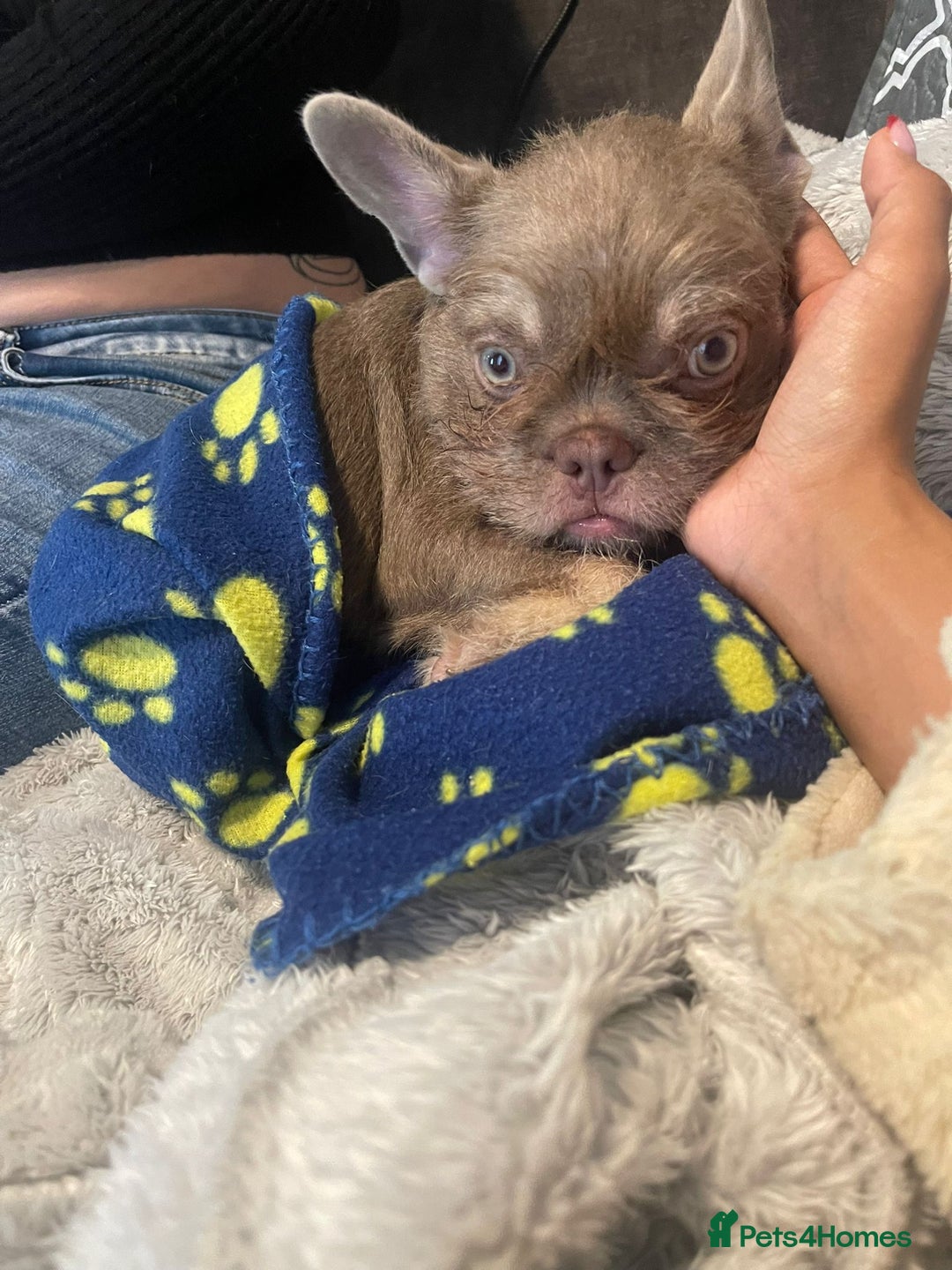 French Bulldog dogs for sale: Big Perm, fluffy and furnished frenchies  - Image 26
