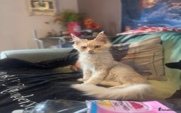 Maine Coon cats for sale: TICA Active Registered Maine Coon Boy available  - Image 2