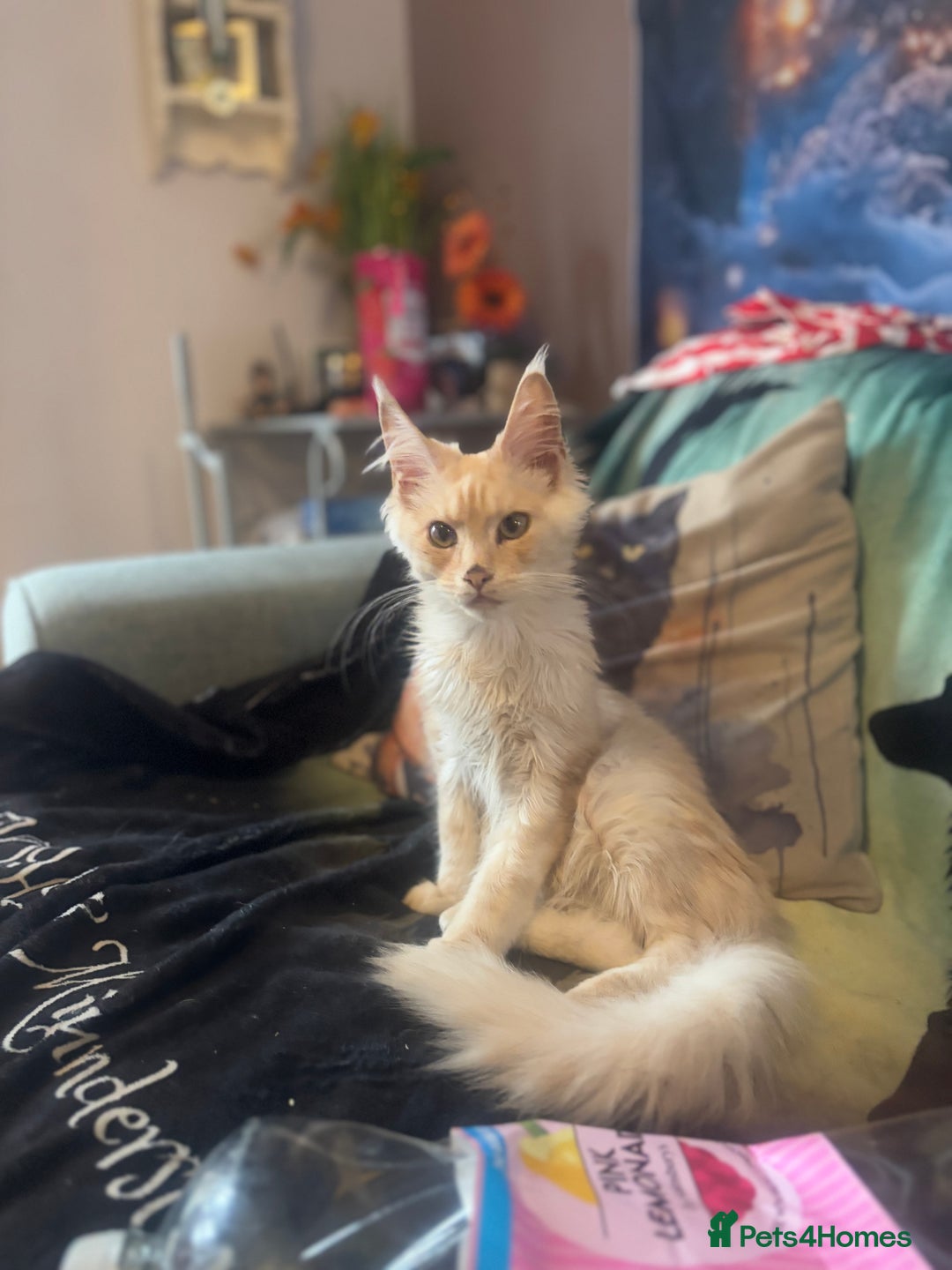 Maine Coon cats for sale: TICA Active Registered Maine Coon Boy available  - Image 2