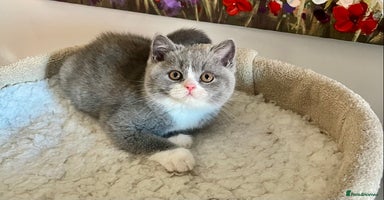 British Shorthair cats - Advert 6
