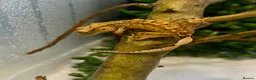 Gecko reptiles for sale: Crested geckos for sale🦎 - Advert 3