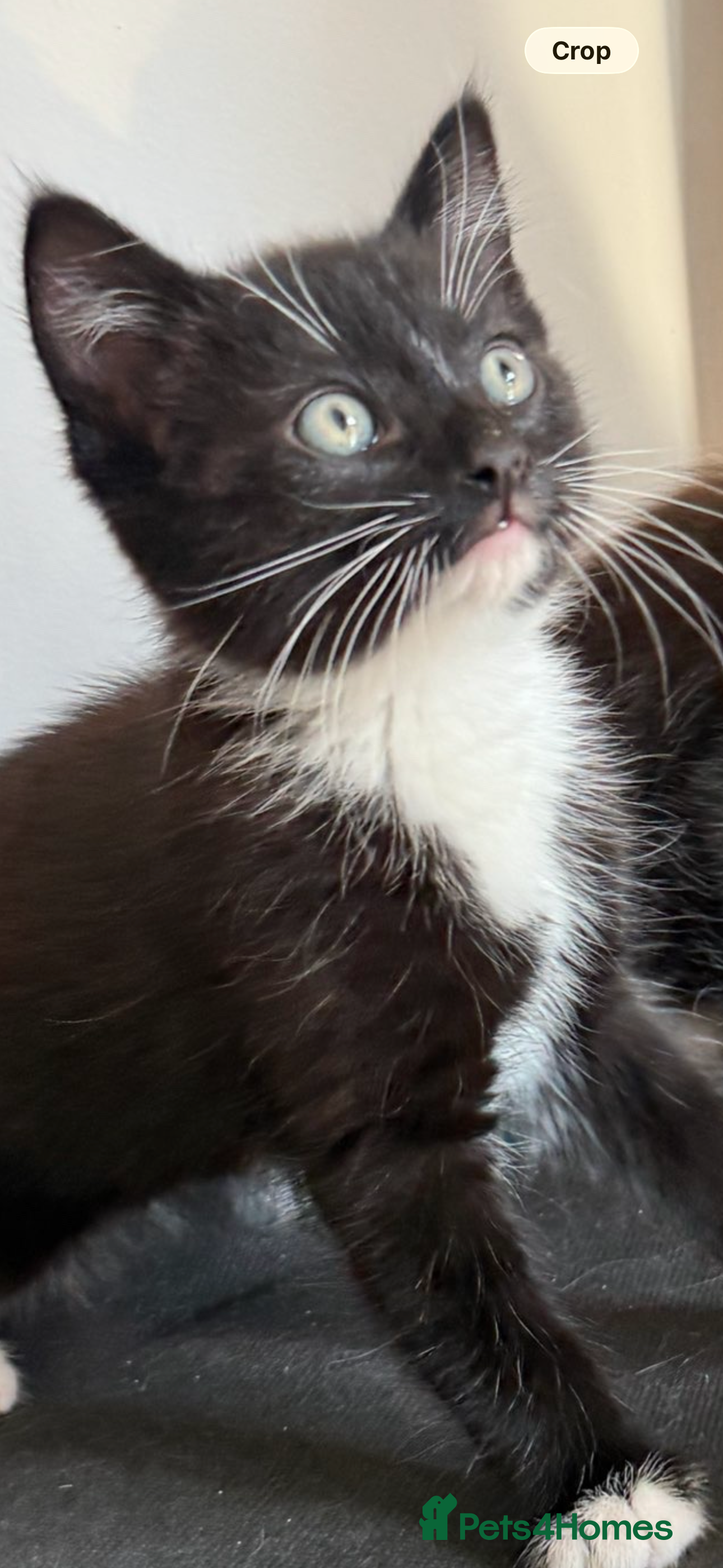 Mixed Breed cats Black/brown kittens - Advert 10