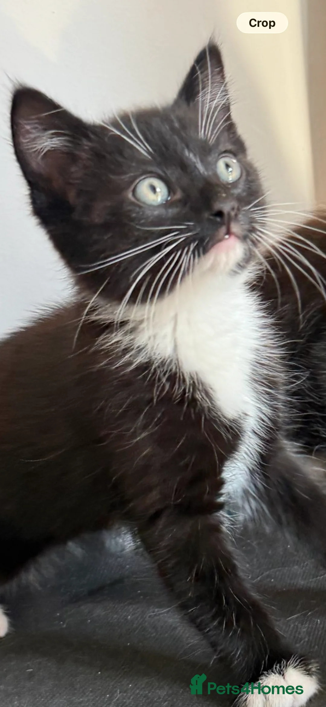 Mixed Breed cats for sale: Stunning playful kittens - Advert 2