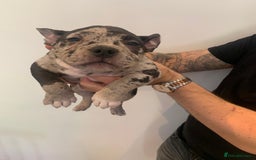 American Bully dogs for sale: Pocket bully puppies - Image 2