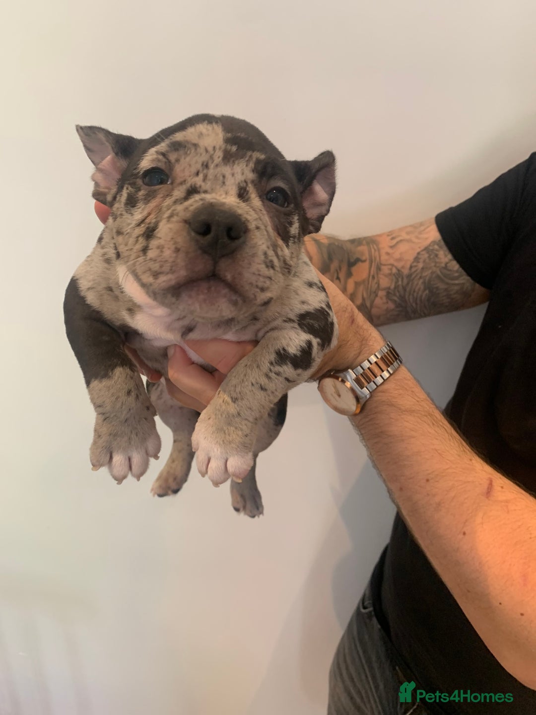 American Bully dogs for sale: Pocket bully puppies - Image 2