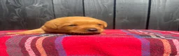 Labrador Retriever dogs for sale: 🧡 Fox Red KC working Labrador’s  in Thetford - Advert 10