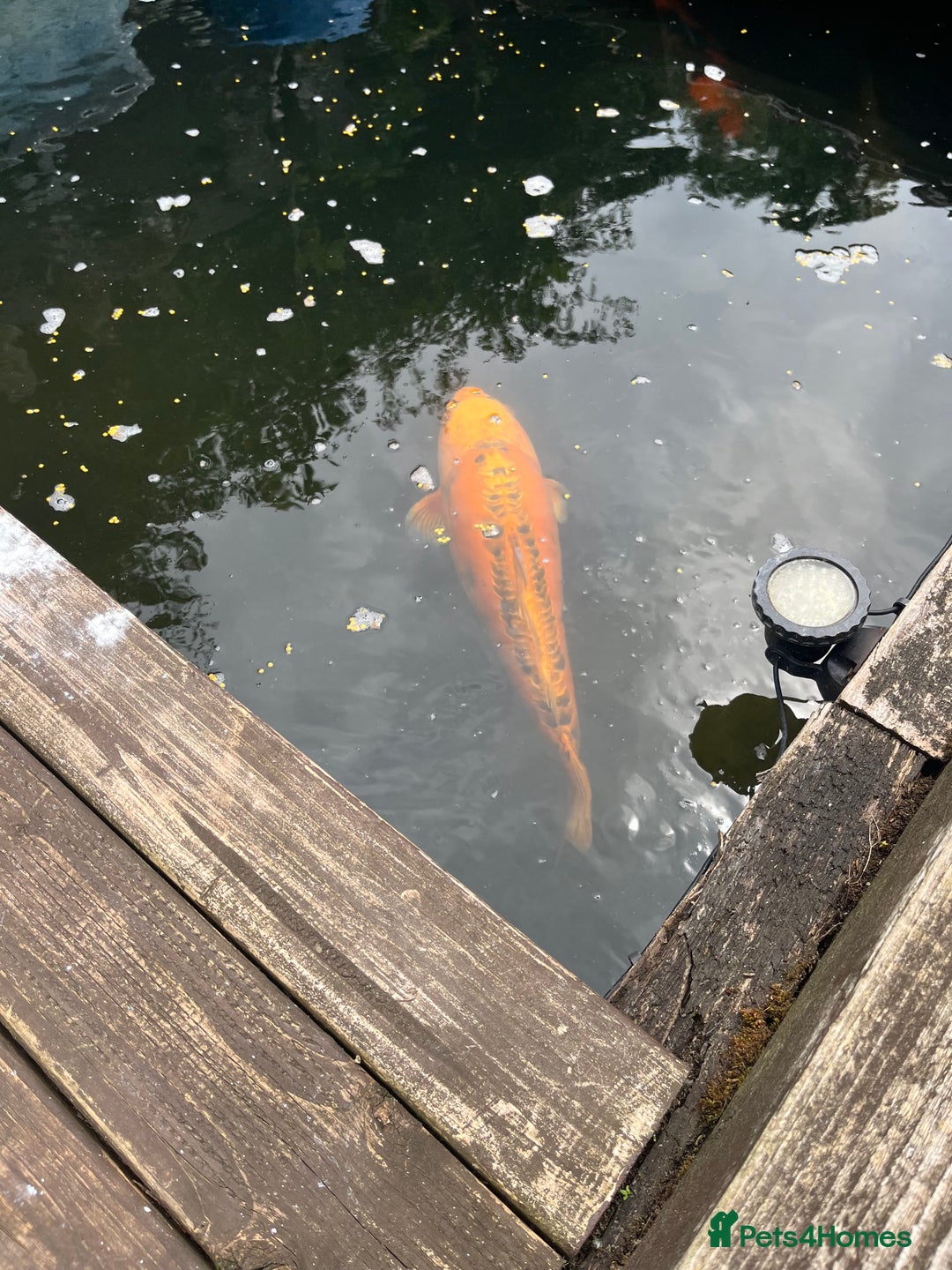 Koi Carp fish for sale: Koi carp and all my pond equipment  - Image 9