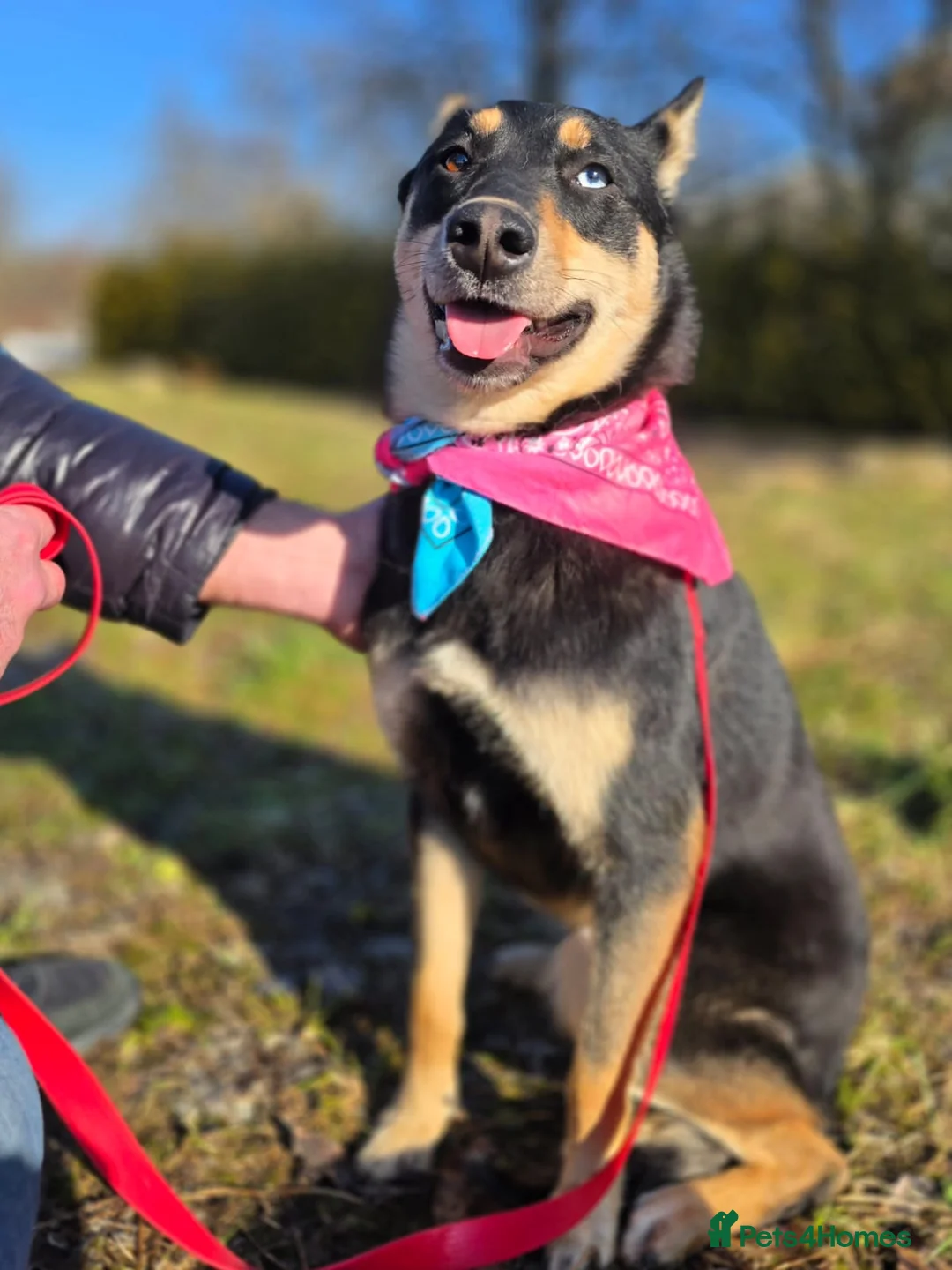 Mixed Breed dogs for adoption: ❤️🐶 CHLOE – THE DOG FOSTERS FALL IN LOVE WITH in Burton-on-Trent - Advert 2