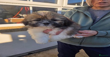 Lhasa Apso dogs Lhasa Apso Puppies - Advert 15