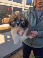 Lhasa Apso dogs Lhasa Apso Puppies - Advert 2