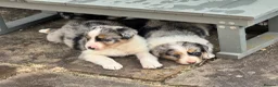 Border Collie dogs for sale: Gorgeous Collie Pups Mum ISDS Registered - Advert 9