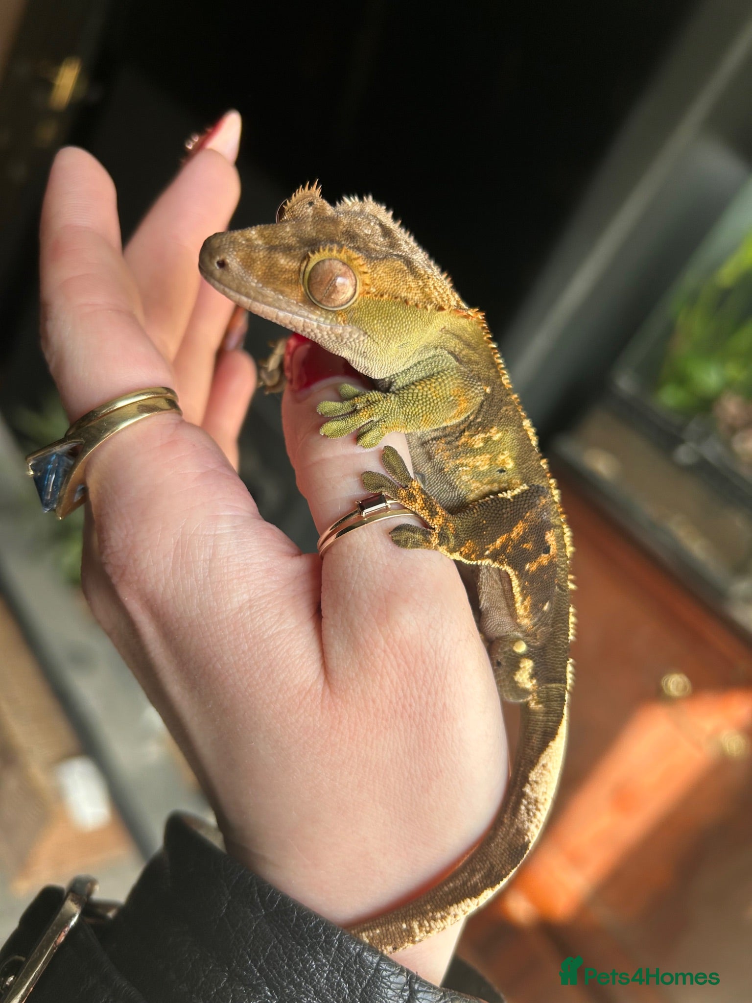 Gecko reptiles Crested Gecko - Advert 5