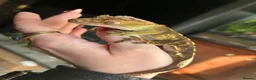 Gecko reptiles for sale: Crested Gecko in Colchester - Advert 1
