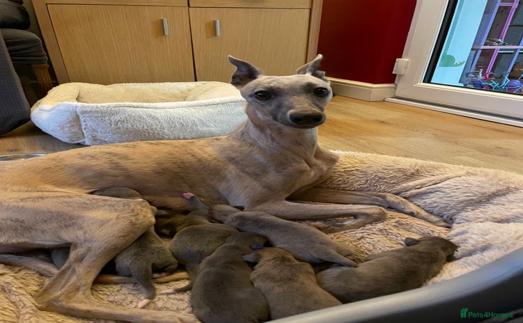 Whippet dogs - Advert 10
