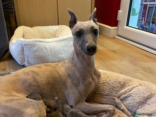 Whippet dogs - Advert 10