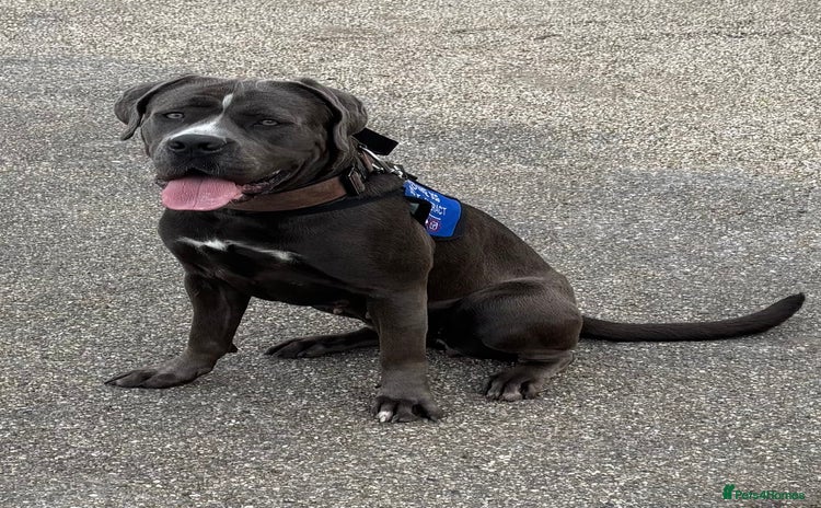 Cane Corso dogs - Advert 5