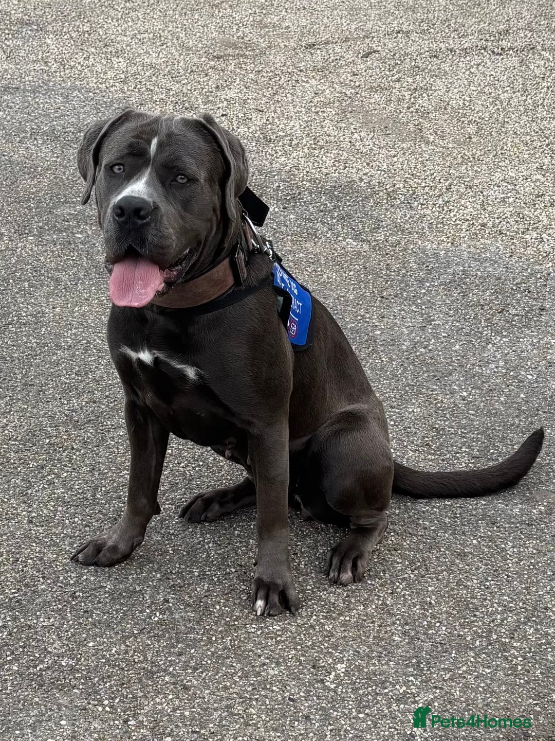 Cane Corso dogs for sale: Cane Corso looking forever home - Image 1