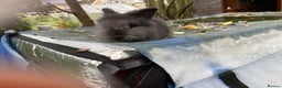 Lionhead rabbits for sale: Last 2 lionhead baby boys - Advert 8