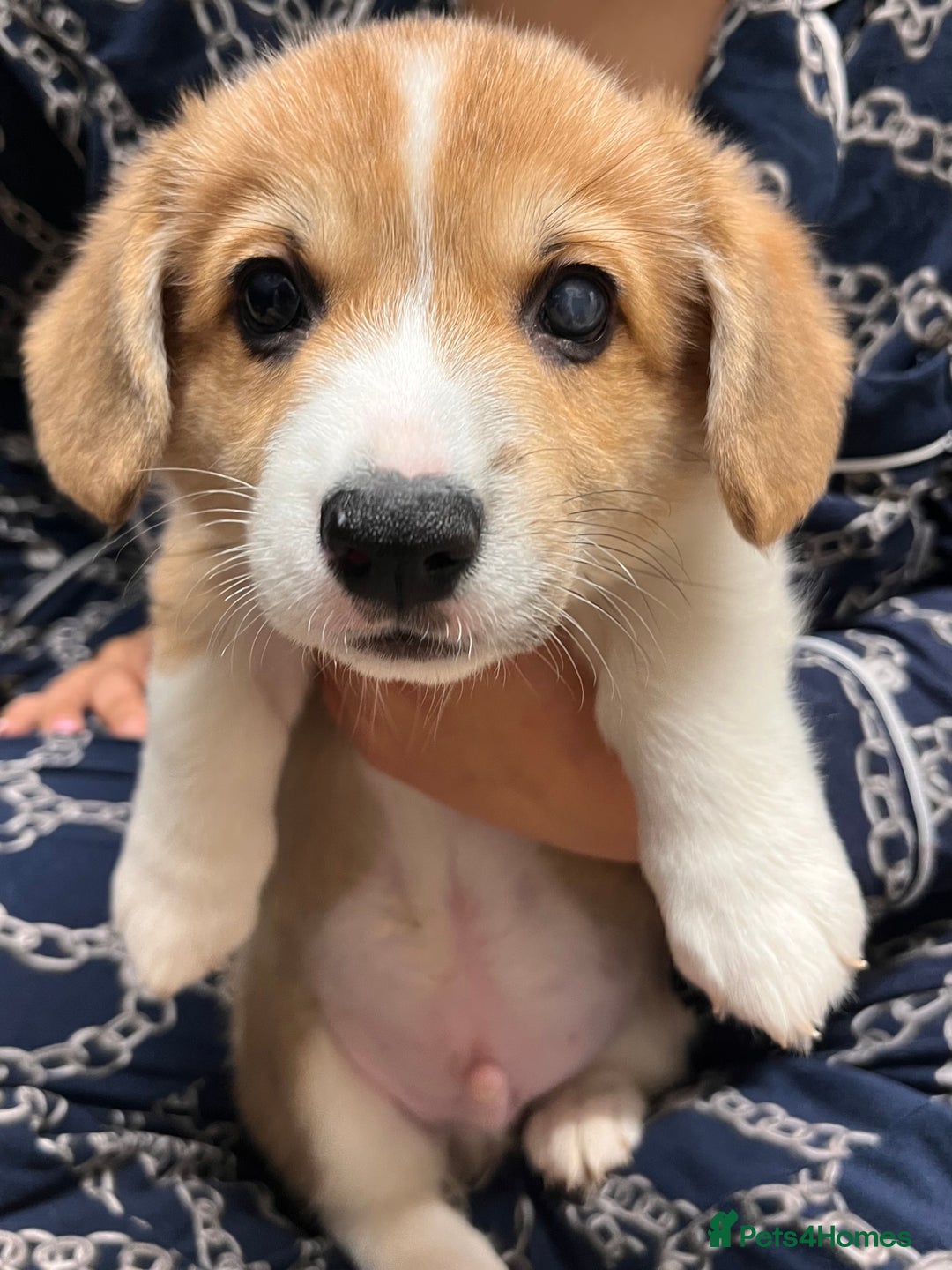 Welsh Corgi Pembroke dogs for sale: Stunning KC registered Welsh Pembroke corgis  - Advert 30