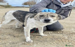 Mixed Breed dogs for adoption: Misty - Norwich Norfolk  - Advert 2