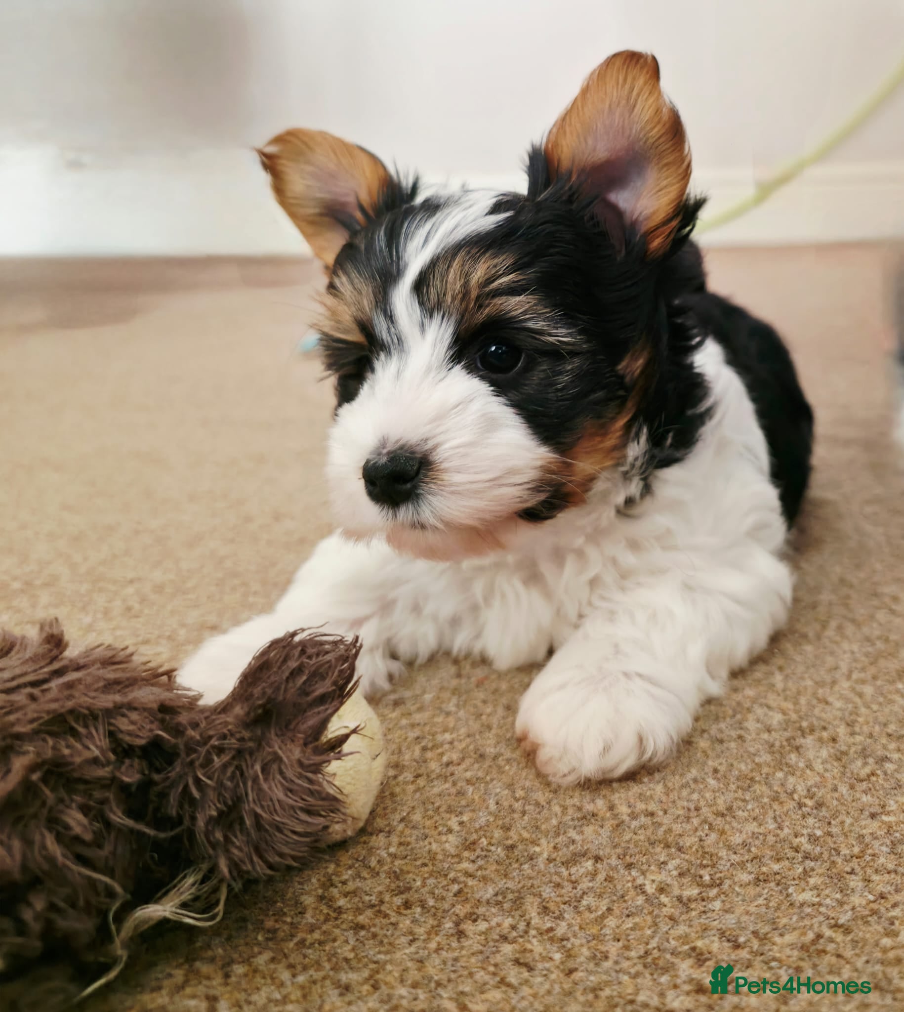 Biewer Terrier dogs  Biewer Terrier Puppies – one Gorgeous Boy - Advert 1