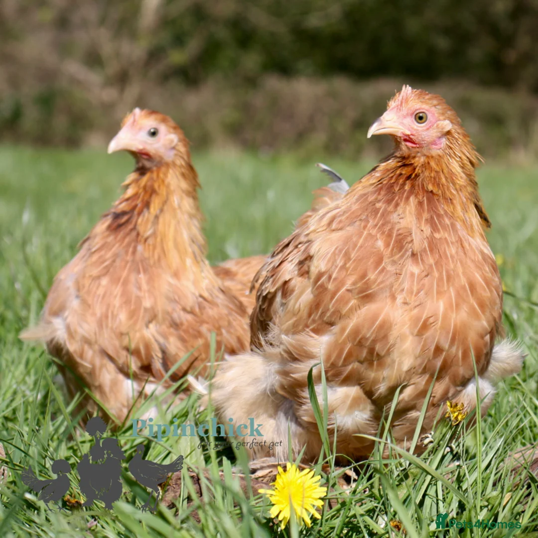 Chickens poultry for sale: Chickens For Sale, Various Breeds - Advert 9