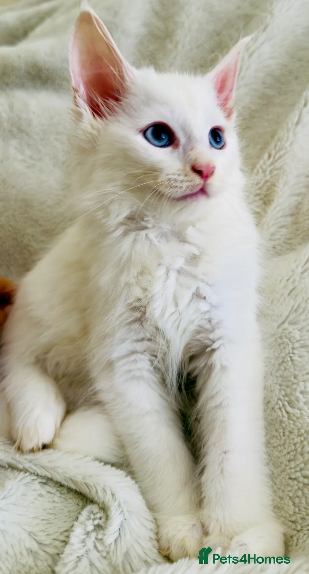 Maine Coon cats for sale: Mainecoon kittens  - Advert 2