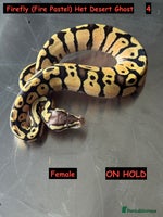 Python Snake reptiles Baby Ball Python's - Advert 2