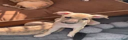 Italian Greyhound dogs for sale: 5 wonderful Wiggy’s licensed breeder  - Advert 22