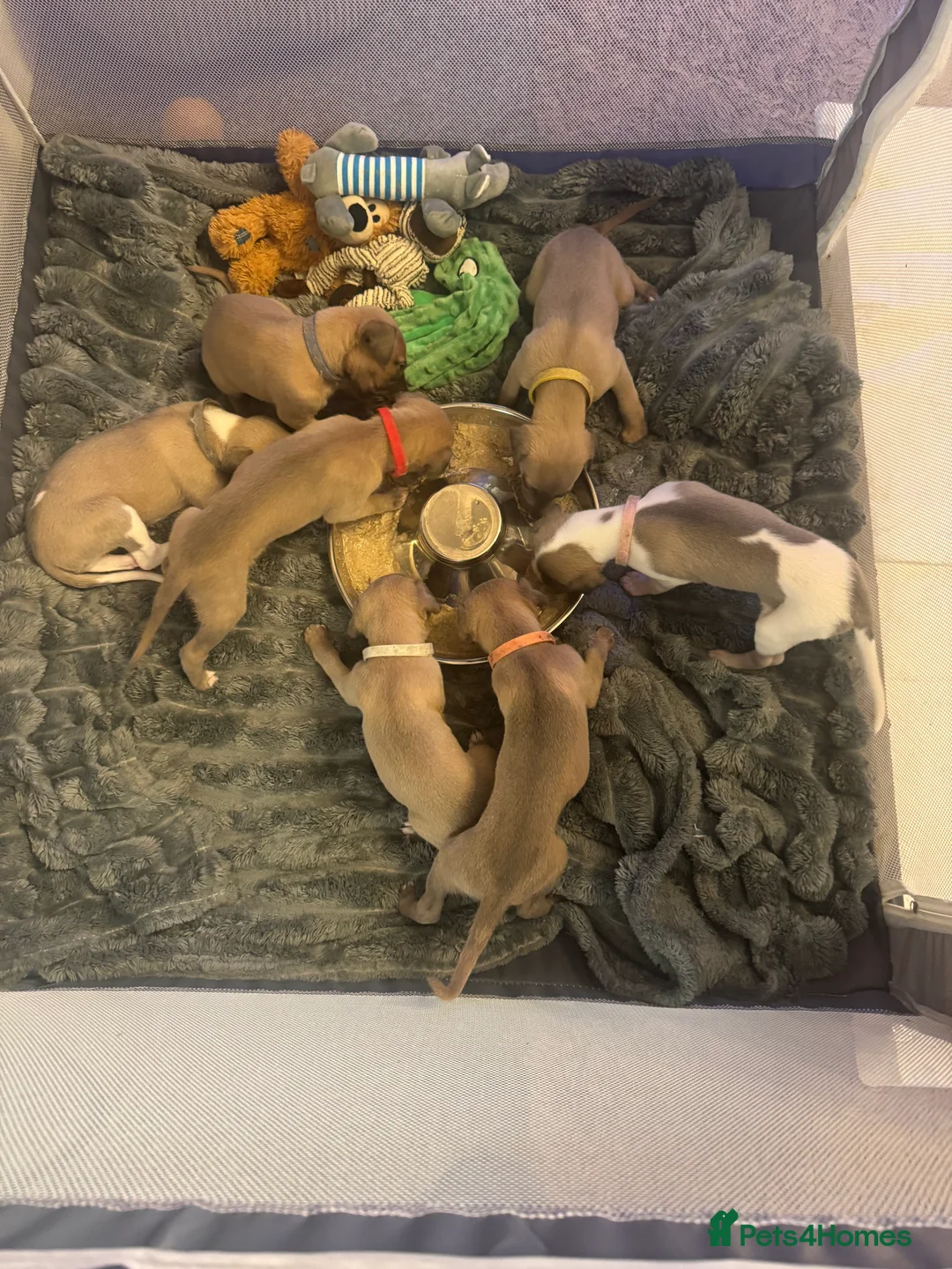 Whippet dogs for sale: KC Reg Rare Blue/Fawn whippets - Advert 1
