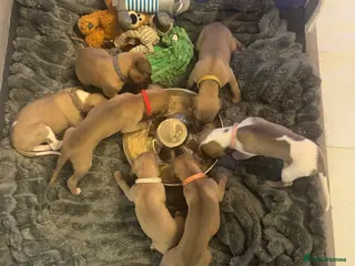 Whippet dogs KC Reg Rare Blue/Fawn whippets - Advert 4