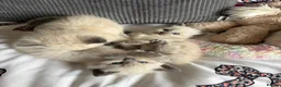 Mixed Breed cats for sale: Ragdoll cross gorgeous kittens  - Advert 16