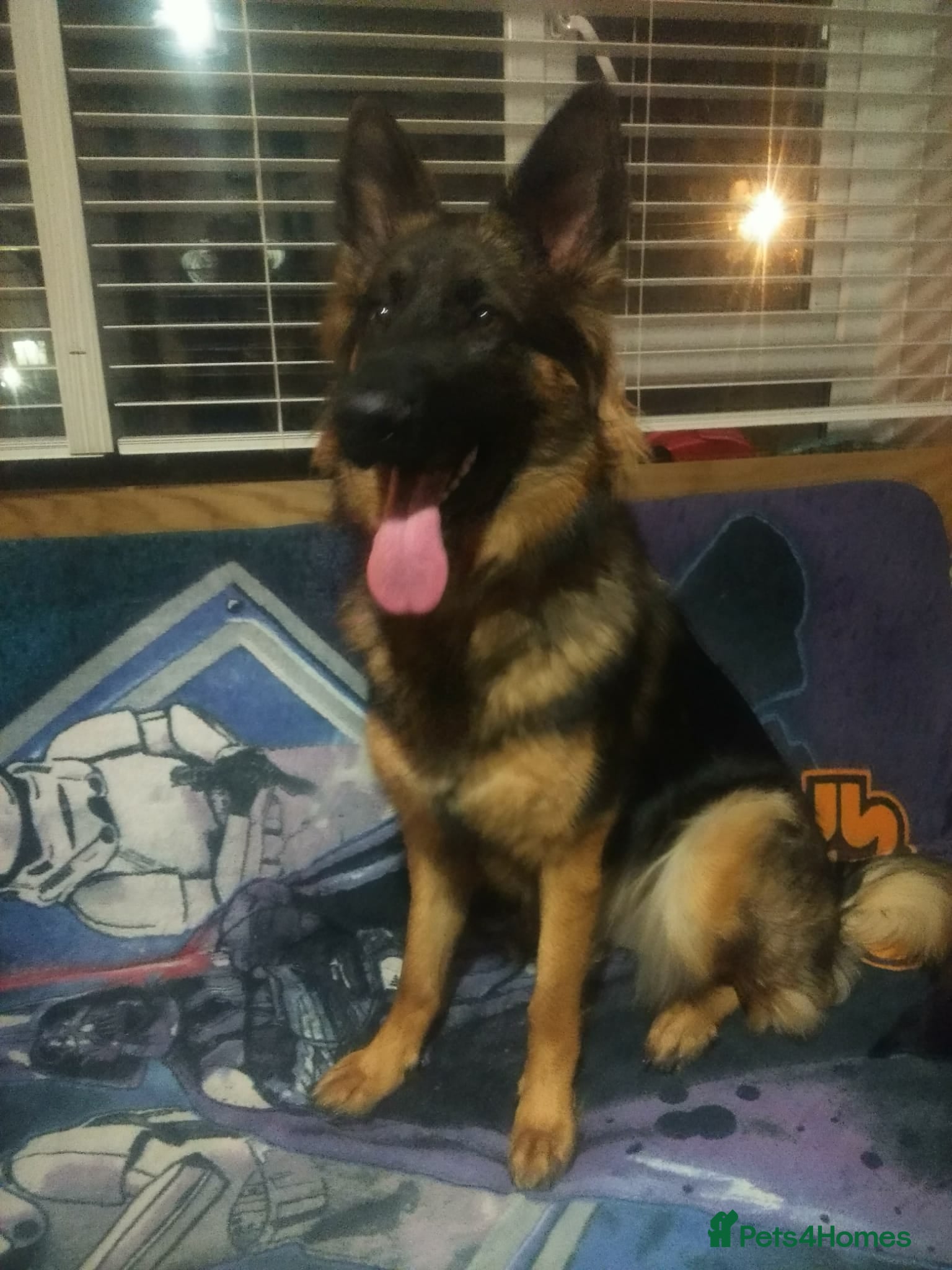 German Shepherd dogs German shepherd 10 months old - Advert 8