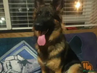 German Shepherd dogs German shepherd 10 months old - Advert 15