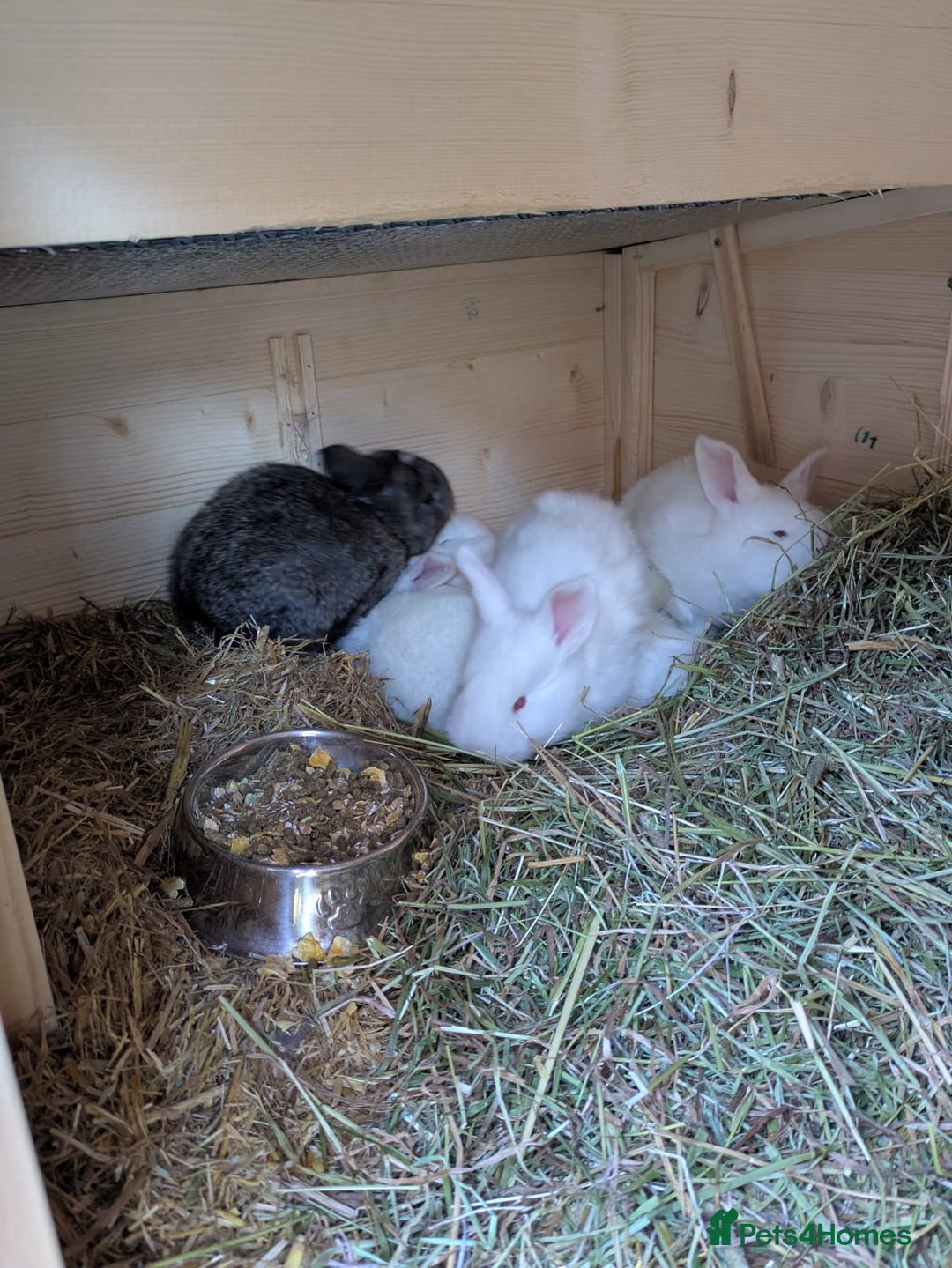 New Zealand rabbits for sale: New Zealand white/Flemish giant babies for sale - Advert 1