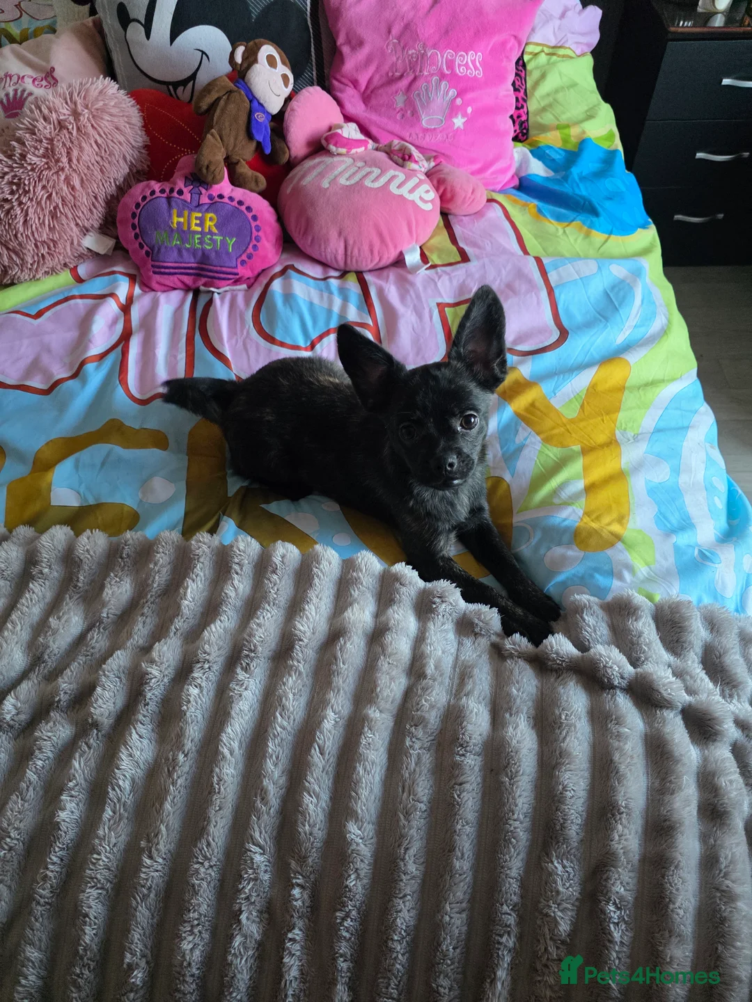 French Bulldog dogs for sale: ❤️⭐️ ONE Frenchie Pom GIRL LEFT ❤️⭐️ - Advert 22