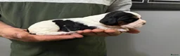 Cockalier dogs for sale: Adorable Cocker Spaniel × Cavalier King Charles  in Diss - Advert 4